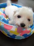 Taiwanese Small Breed Adult Maltese - Maltese Dog