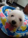 Taiwanese Small Breed Adult Maltese - Maltese Dog