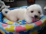 Taiwanese Small Breed Adult Maltese - Maltese Dog