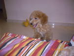 Toy Poodle - Poodle Dog