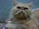 Aura Kasih - Persian + Exotic Shorthair Cat