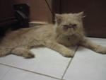 Aura Kasih - Persian + Exotic Shorthair Cat