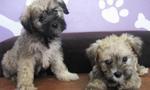 PF11099 - Schnauzer + Shih Tzu Dog