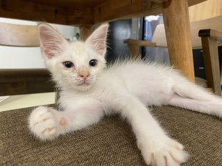 Luna &amp; Maio - Domestic Medium Hair + Domestic Long Hair Cat