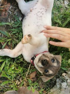 Covi - Mixed Breed Dog