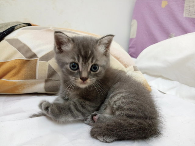 Mina - Scottish Fold + Domestic Medium Hair Cat