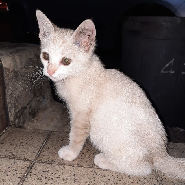 Puff - Domestic Short Hair Cat