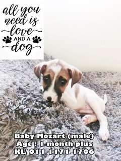 Mozart Boy - Mixed Breed Dog