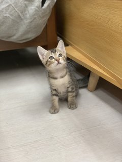 Astor （洋洋） - Domestic Short Hair Cat