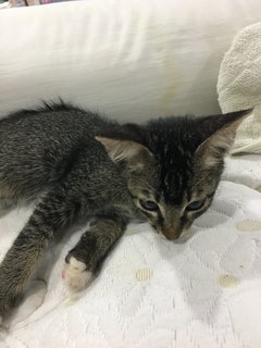 Sock - Domestic Short Hair Cat