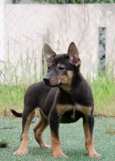 Oakley - Mixed Breed Dog