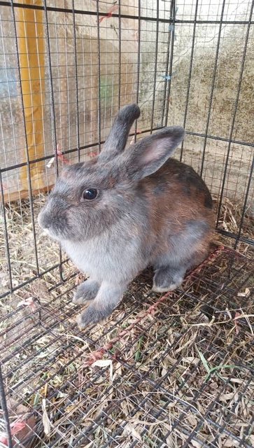 Susi - Netherland Dwarf Rabbit