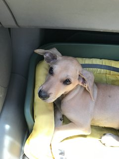 Bernice Little Pup For Adoption - Mixed Breed Dog