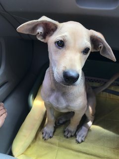 Bernice Little Pup For Adoption - Mixed Breed Dog