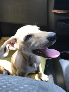 Bernice Little Pup For Adoption - Mixed Breed Dog