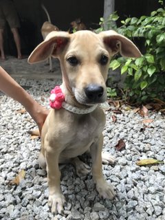 Bernice Little Pup For Adoption - Mixed Breed Dog