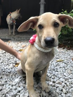 Bernice Little Pup For Adoption - Mixed Breed Dog