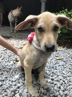 Bernice Little Pup For Adoption - Mixed Breed Dog