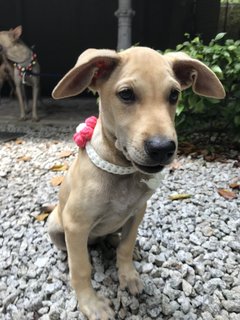 Bernice Little Pup For Adoption - Mixed Breed Dog