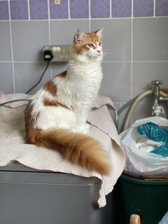 Whiskey  - Maine Coon Cat