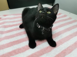 Inky - Domestic Short Hair Cat