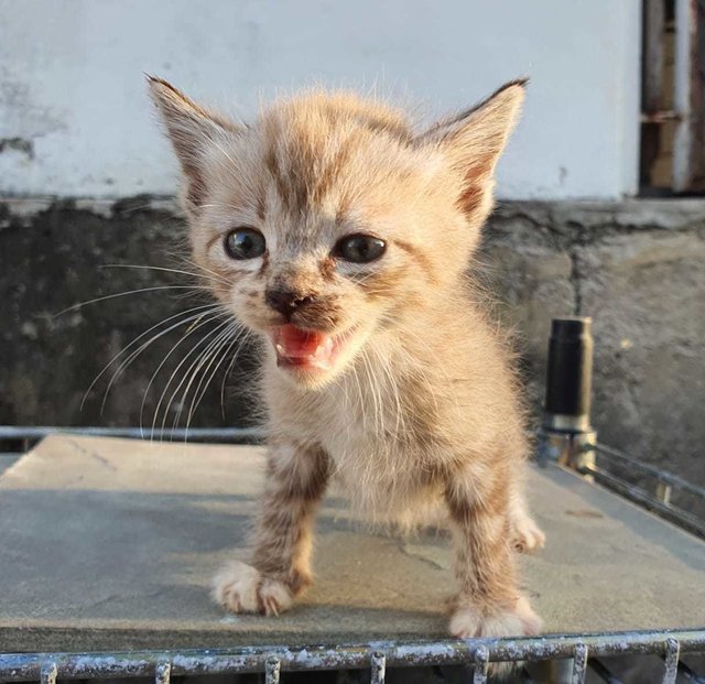 Tiger - Domestic Short Hair Cat