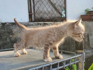 Tiger - Domestic Short Hair Cat