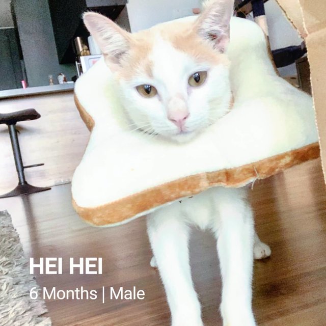 Hei Hei - Domestic Short Hair Cat