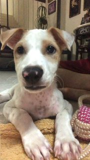 Prince - Mixed Breed Dog