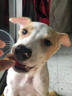 Prince - Mixed Breed Dog