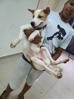 Prince - Mixed Breed Dog