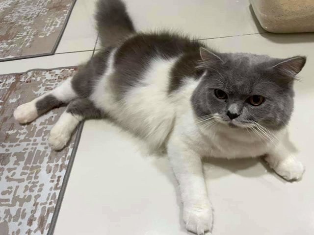 Kobu - Domestic Short Hair + British Shorthair Cat