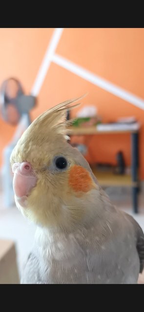 Absy - Cockatiel Bird