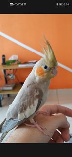 Absy - Cockatiel Bird