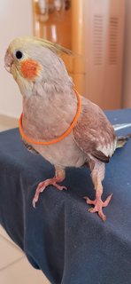 Absy - Cockatiel Bird