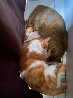 Coco And Ginger - Domestic Short Hair Cat