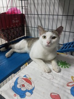 Lucas (Fka Fred) - Domestic Short Hair Cat