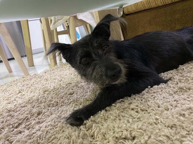 Lotus - Schnauzer Mix Dog