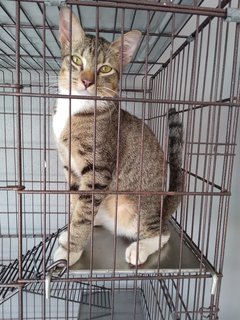 3 Colors Male - Golden Tabby - Domestic Short Hair Cat