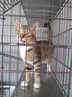 3 Colors Male - Golden Tabby - Domestic Short Hair Cat