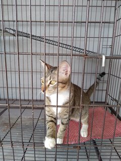 3 Colors Male - Golden Tabby - Domestic Short Hair Cat