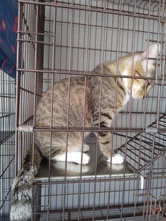 3 Colors Male - Golden Tabby - Domestic Short Hair Cat