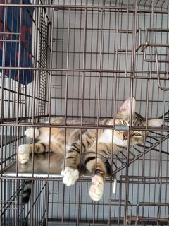 3 Colors Male - Golden Tabby - Domestic Short Hair Cat