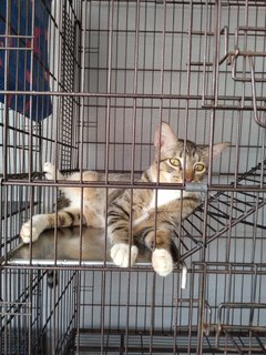 3 Colors Male - Golden Tabby - Domestic Short Hair Cat