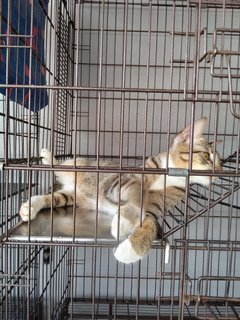 3 Colors Male - Golden Tabby - Domestic Short Hair Cat