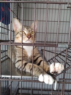 3 Colors Male - Golden Tabby - Domestic Short Hair Cat