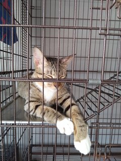 3 Colors Male - Golden Tabby - Domestic Short Hair Cat