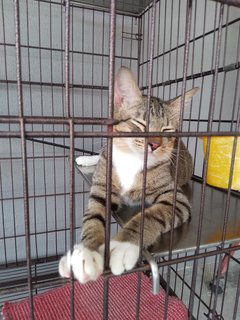 3 Colors Male - Golden Tabby - Domestic Short Hair Cat