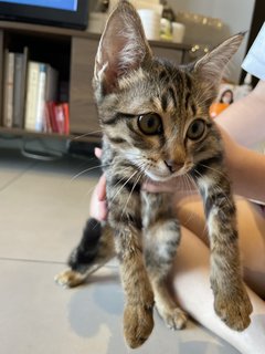 Brownie - Domestic Short Hair Cat