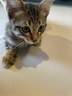 Brownie - Domestic Short Hair Cat